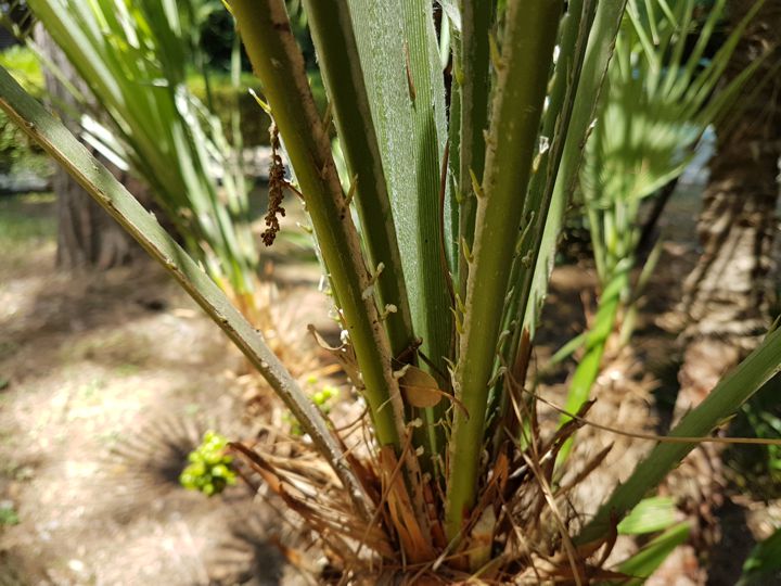 Serenoa repens?  No, Chamaerops humilis (Arecaceae)