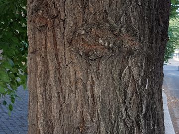 Specie di Olmo: cfr. Ulmus minor