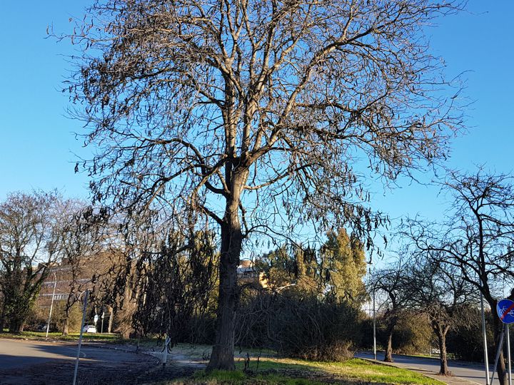 Albero con lunghi baccelli: Gleditsia triacanthos (Fabaceae)