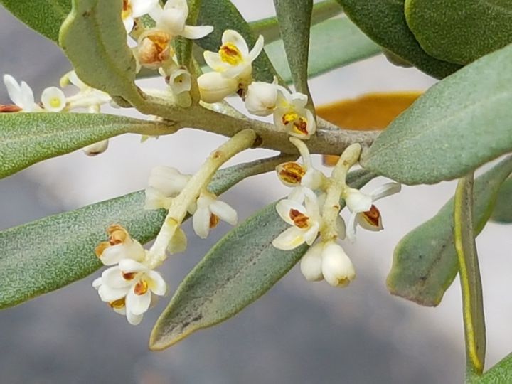 Olea europaea / Ulivo