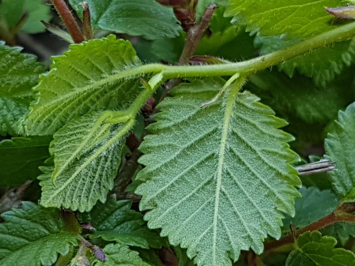 arbusto incognito: cfr. Ulmus minor