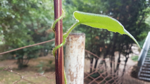 Rampicante incognito