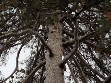Specie di Pino:  Pinus nigra