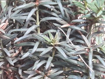 E'' anche Taxus baccata?