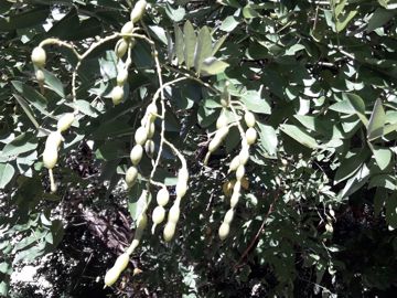 Styphnolobium japonicum ( = Sophora japonica L. ) - Fabaceae