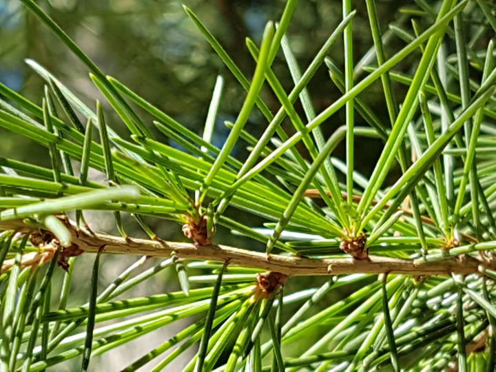 Specie di Cedri: Cedrus deodora