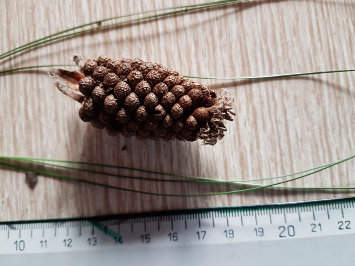 Pinus canariensis o Pinus radiata? Pinus canariensis