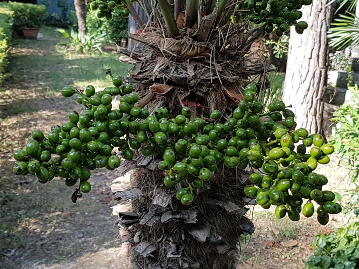 Serenoa repens?  No, Chamaerops humilis (Arecaceae)