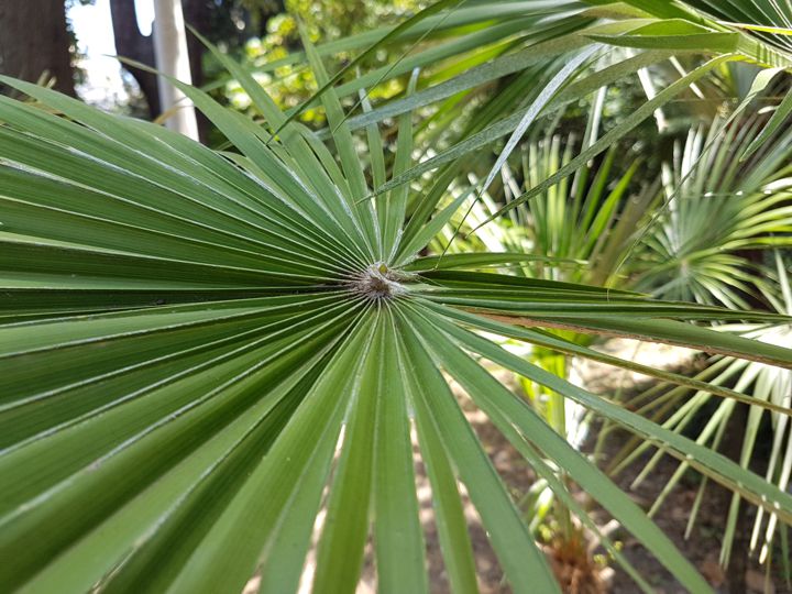 Serenoa repens?  No, Chamaerops humilis (Arecaceae)