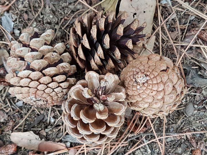 Specie di Pino:  Pinus nigra