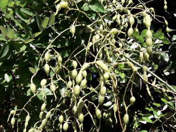 Styphnolobium japonicum ( = Sophora japonica L. ) - Fabaceae