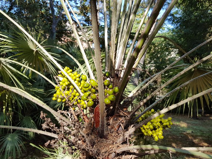 Serenoa repens?  No, Chamaerops humilis (Arecaceae)