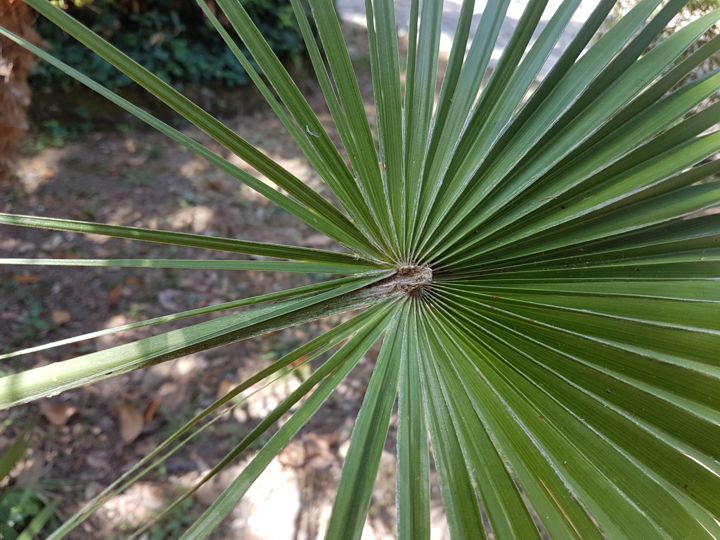 Serenoa repens?  No, Chamaerops humilis (Arecaceae)