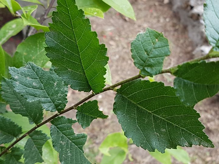 arbusto incognito: cfr. Ulmus minor