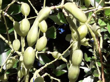 Styphnolobium japonicum ( = Sophora japonica L. ) - Fabaceae
