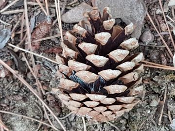 Specie di Pino:  Pinus nigra