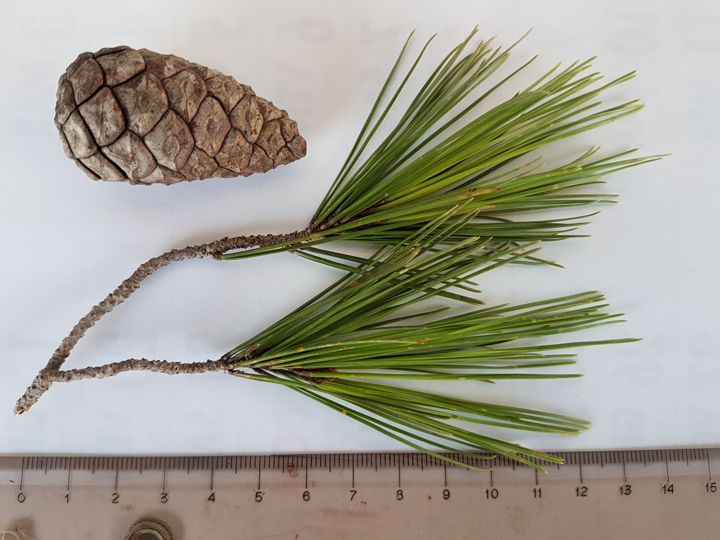 Un altro Pino da determinare: Pinus cfr. sylvestris