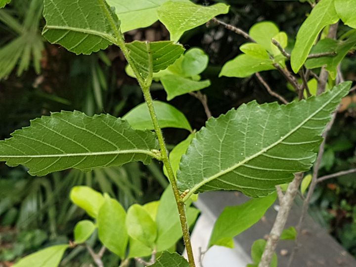 arbusto incognito: cfr. Ulmus minor