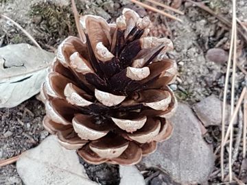 Specie di Pino:  Pinus nigra
