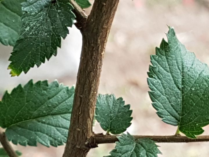 arbusto incognito: cfr. Ulmus minor