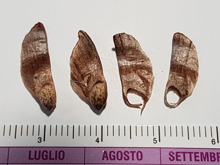 Specie di Pino:  Pinus nigra