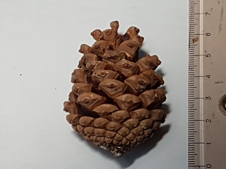 Specie di Pino:  Pinus nigra