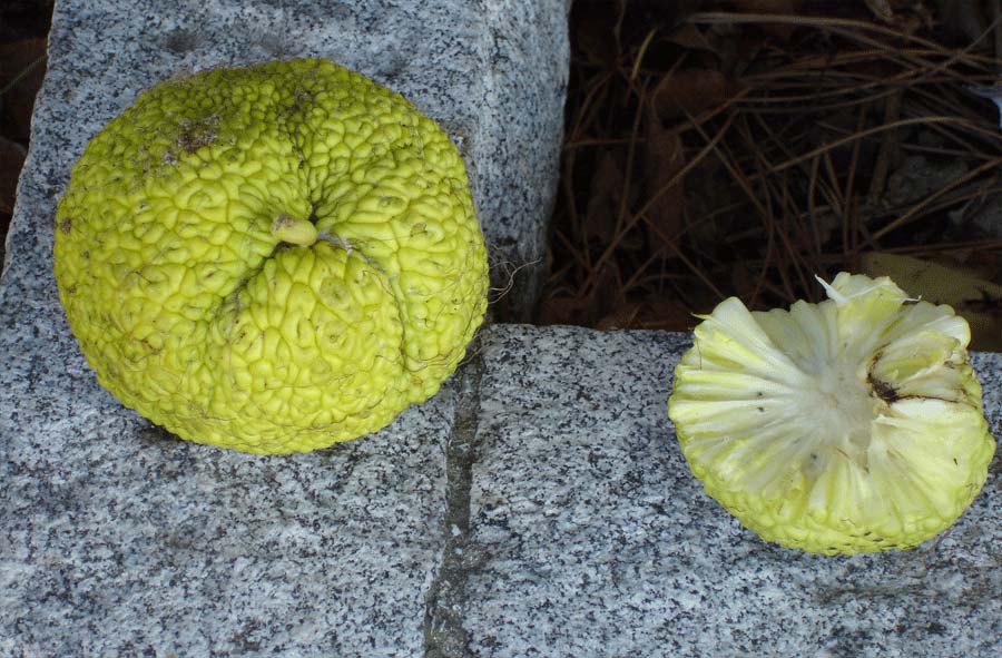 Maclura pomifera / Maclura