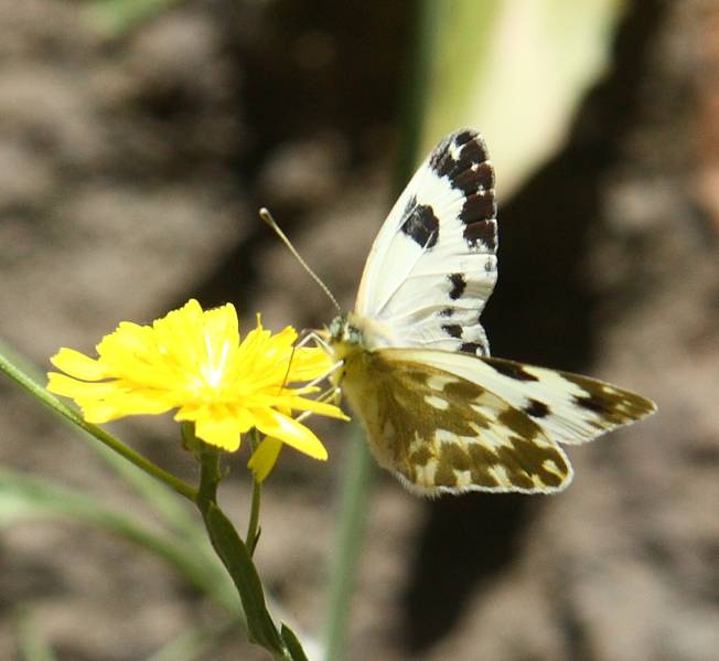 Pontia daplidice, Pieridae