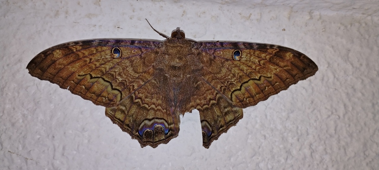id falena Brasile : Ascalapha odorata ?