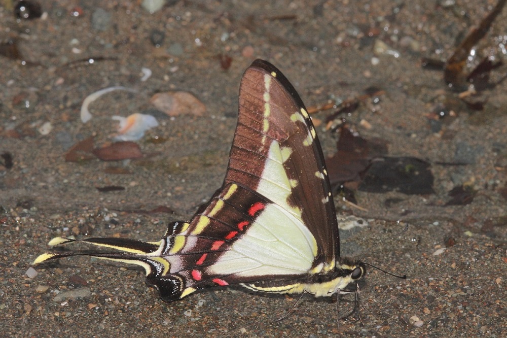 Costa Rica , Papilionidae: Eurytides dioxippus lacandones