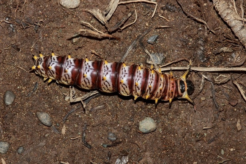 Costa Rica - larva di Battus laodamas copanae (Papilionidae)