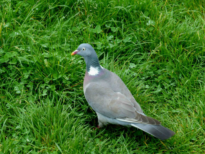 Il cuore verde di Londra: Kensington Gardens e Hyde Park