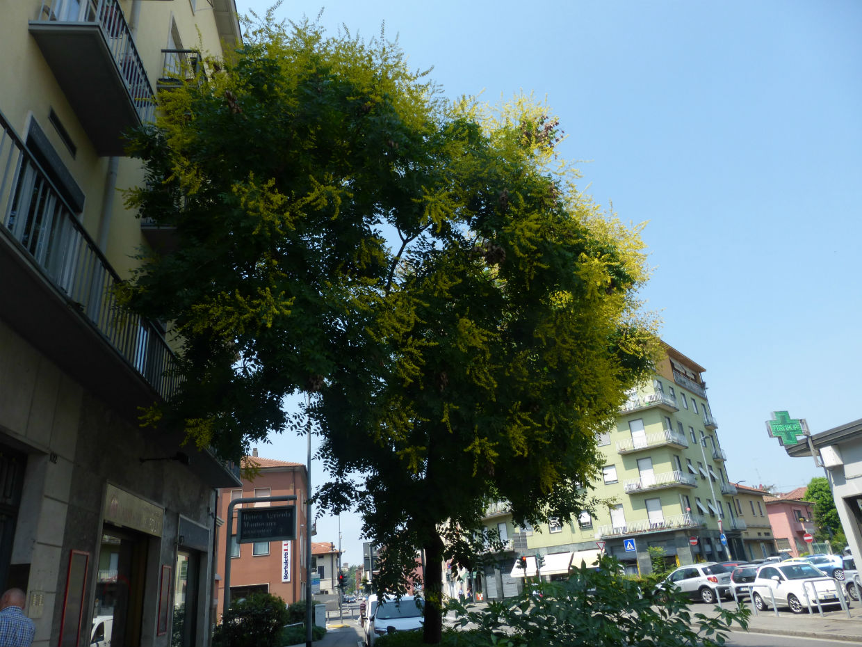 alberi a Bergamo: Koelreuteria paniculata (Sapindaceae)
