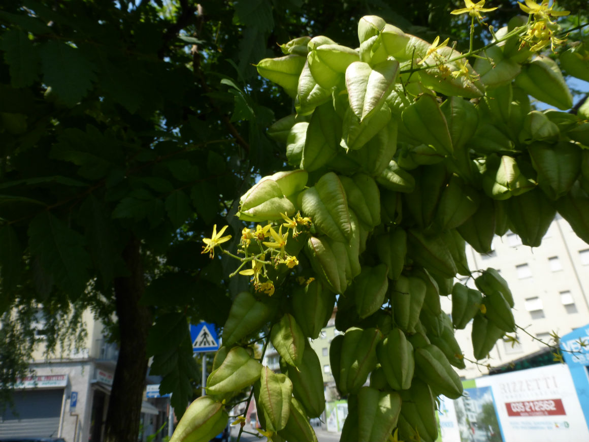 alberi a Bergamo: Koelreuteria paniculata (Sapindaceae)