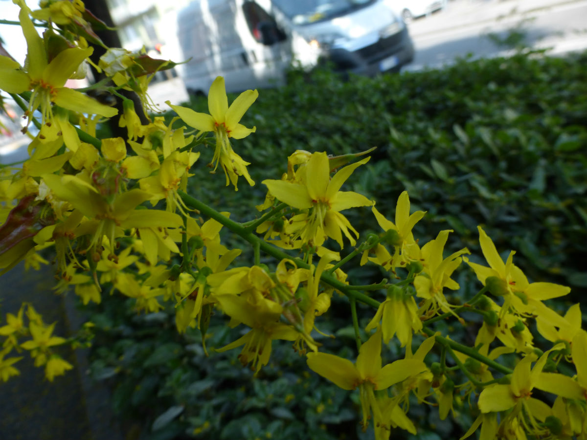 alberi a Bergamo: Koelreuteria paniculata (Sapindaceae)