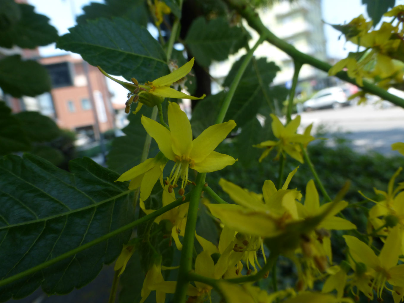 alberi a Bergamo: Koelreuteria paniculata (Sapindaceae)