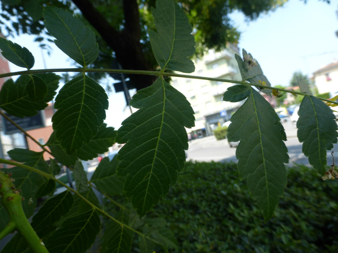 alberi a Bergamo: Koelreuteria paniculata (Sapindaceae)