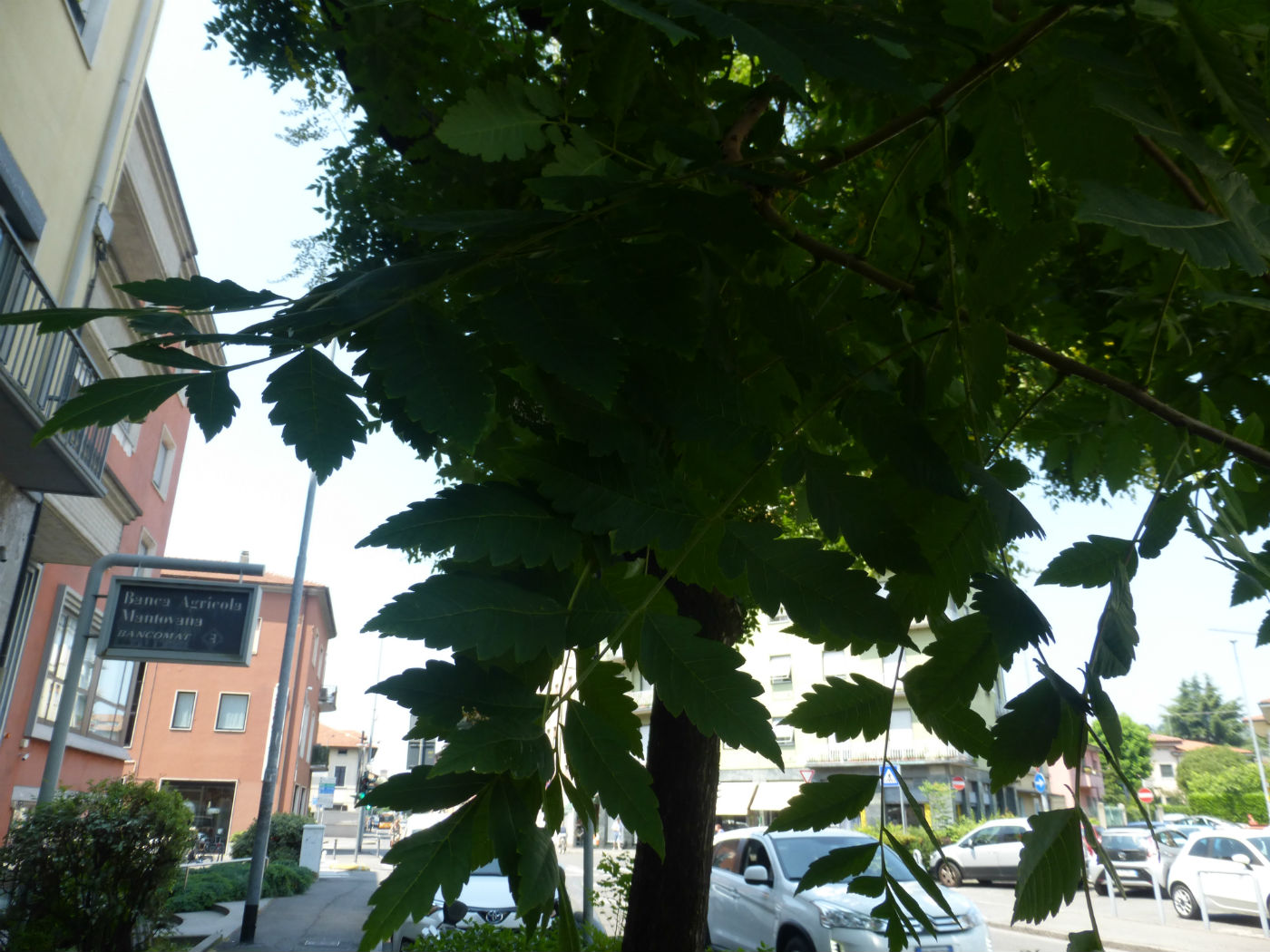 alberi a Bergamo: Koelreuteria paniculata (Sapindaceae)