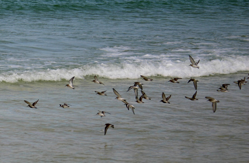 credevo fossero beccacce di mare, ma....