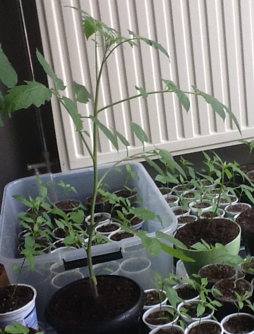 Solanum licopersicum