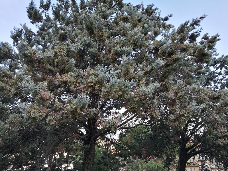 Cupressus argentea? Cupressus arizonica var. glabra