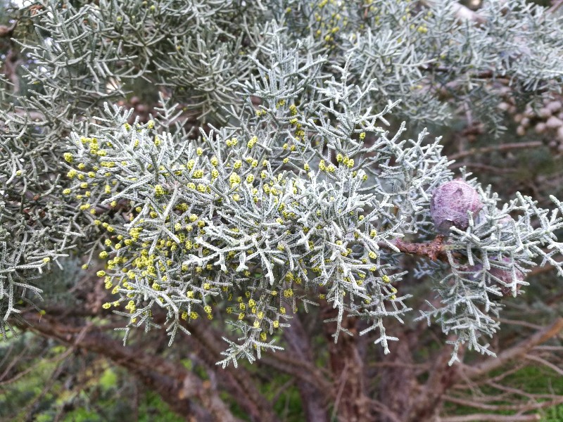 Cupressus argentea? Cupressus arizonica var. glabra