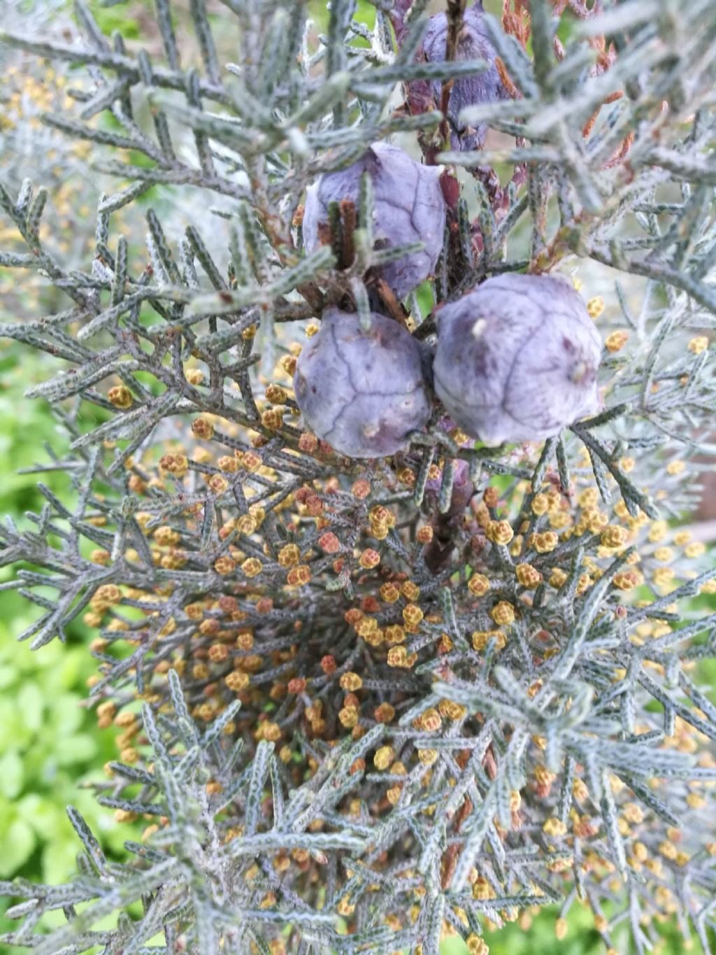 Cupressus argentea? Cupressus arizonica var. glabra