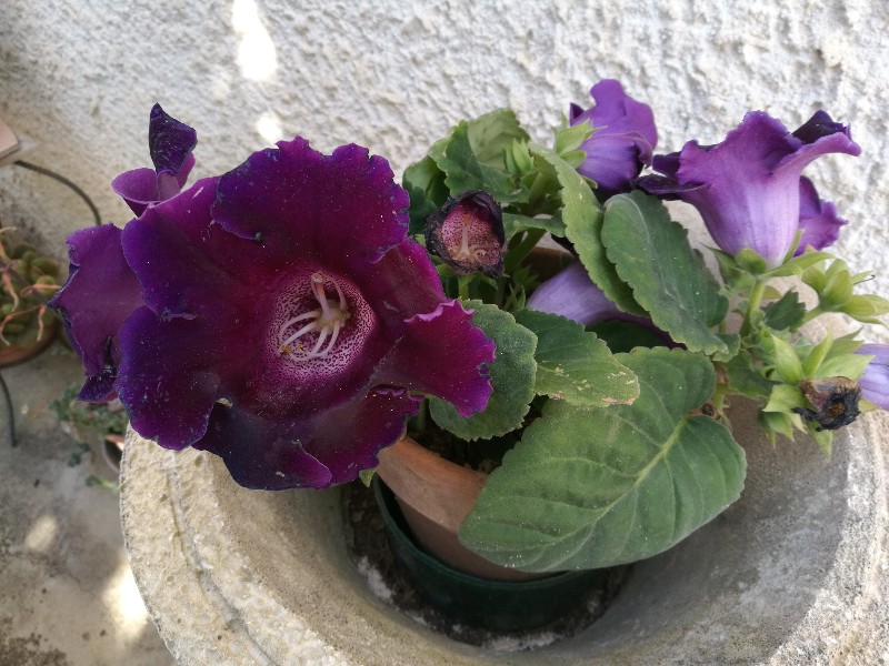 Sinningia  hybrida (Gesneriaceae)