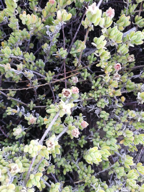 Drosanthemum floribundum (Aizoaceae)