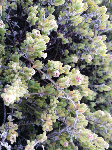 Drosanthemum floribundum (Aizoaceae)