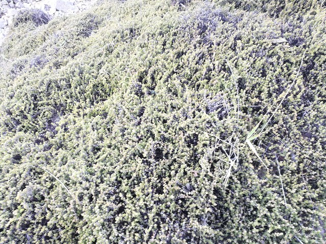 Drosanthemum floribundum (Aizoaceae)