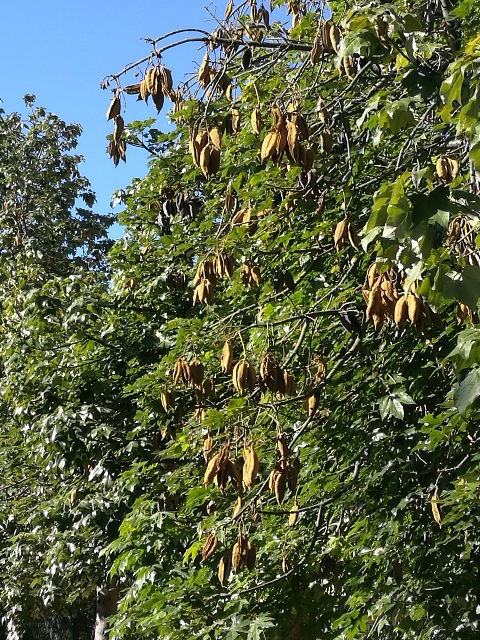 Brachychiton discolor (Malvaceae) ?  S !