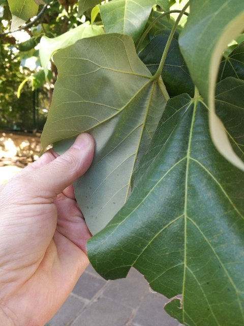 Brachychiton discolor (Malvaceae) ?  S !