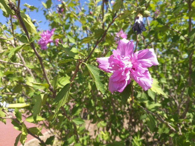 Hibiscus? S, cv di Hibiscus syriacus